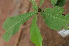 Madhuca bourdillonii